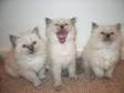 BEAUTIFUL RAGDOLL kittens,  beautiful ragdoll kittens....