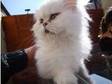 champion pedigree female chinchilla persion kitten for....