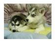 Creamy siberian husky puppies. contact me for more....