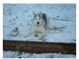 Siberian Husky for sale!. Zeus is a 6 month old siberian....