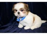 Adorable Shih tzu Puppies For Sale