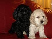 Cocker Spaniels puppies for sale