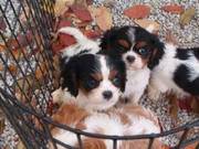 Cavalier King charles puppies