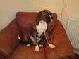 boxer for sale i have for sale a 15 month old boxer dog....