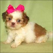 Shih Tzu Puppies For Lovely Homes