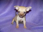 Gorgeous female tea cup chihuahua puppy for sale