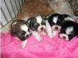 4 shih tzu pups ready for xmas. three girls and one....