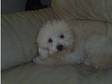 white apricot toy poodle puppy (male) 15 weeks old. Only....