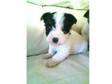 jack russell puppies for sale ready to go now nice....