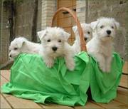 Highly socialized west highland white terriers for sale