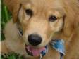 Buddha the Golden Retriever, ready for new and good home.....