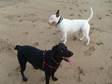 K9 Capers (Cardiff & Valleys) - Dog Walking and Pet Care....