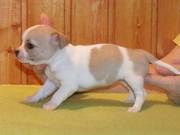 Cupid - Chihuahua puppies for sale