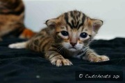 3 Pedigree TICA Registered Brown Rosetted Bengal Kittens
