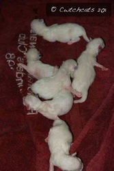Tica Reg Ragdoll Kittens HCM / PKD clear from ethical,  caring breeder