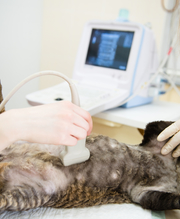 Pet Scan Specialists Accredited Pregnanacy Scans & Microchipping 